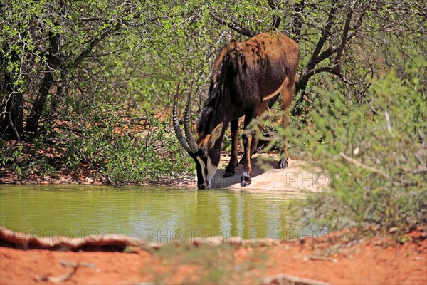 Sable Antelope