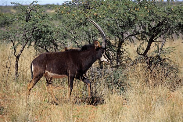 Sable Antelope