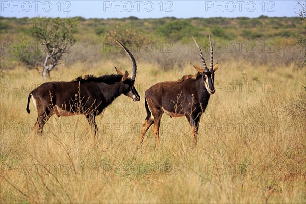 Sable Antelope