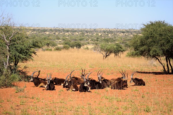 Sable Antelope