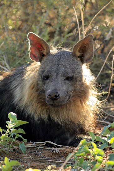 Brown Hyena