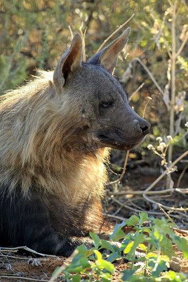 Brown Hyena