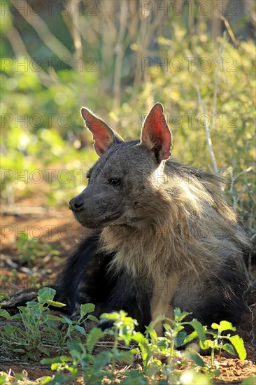 Brown Hyena