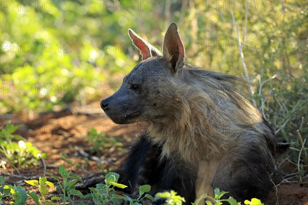 Brown Hyena