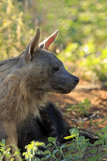 Brown Hyena