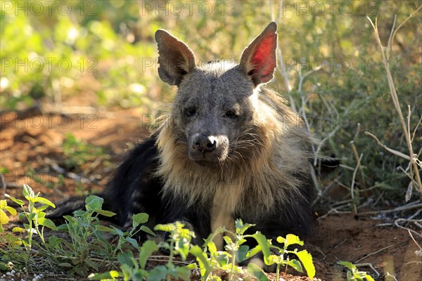 Brown Hyena