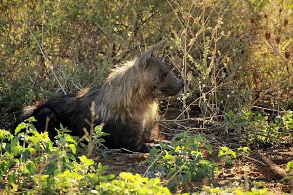 Brown Hyena