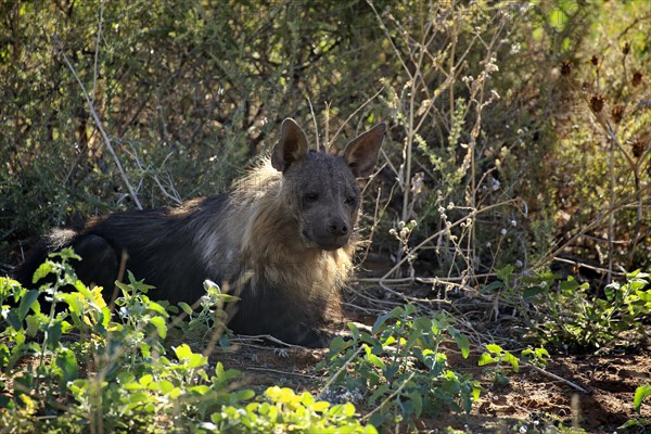 Brown Hyena