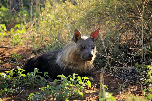 Brown Hyena