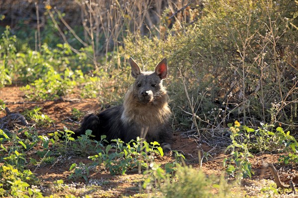 Brown Hyena