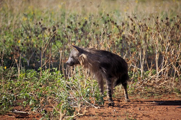 Brown Hyena