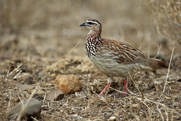 Crested Francolin