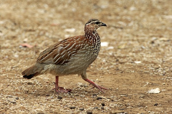 Crested Francolin