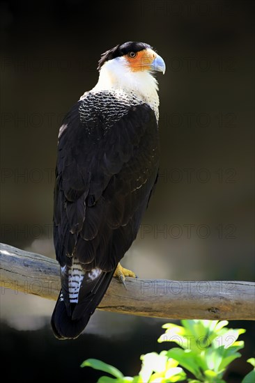 Southern Crested Caracara