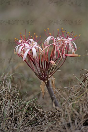 Flowering South African Crinum Lily