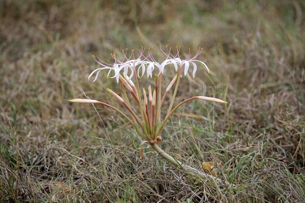 Flowering South African Crinum Lily