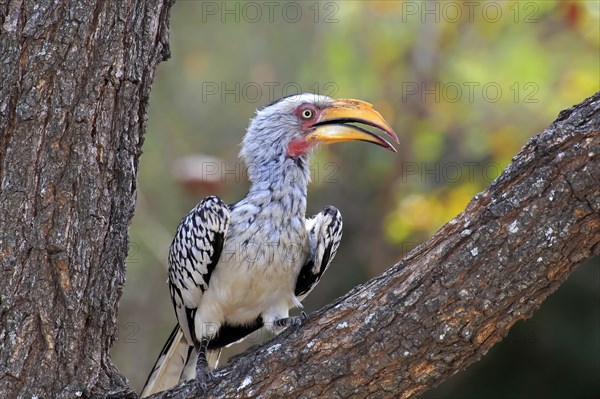 Southern Yellow-billed Hornbill