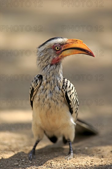 Southern Yellow-billed Hornbill