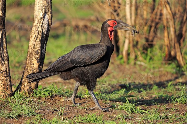 Southern Ground Hornbill