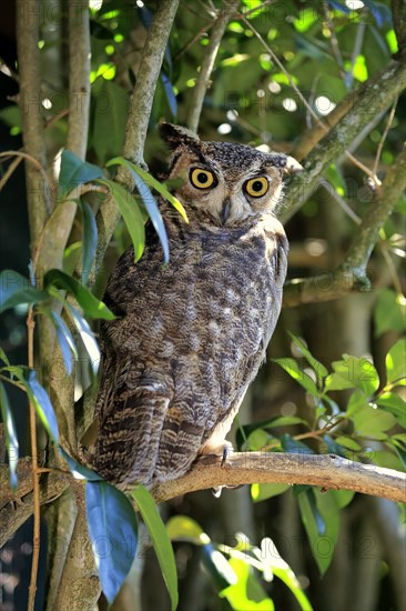 Great Horned Owl