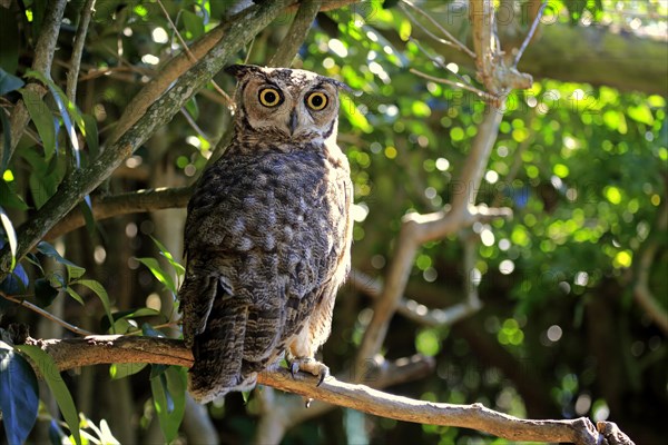 Great Horned Owl