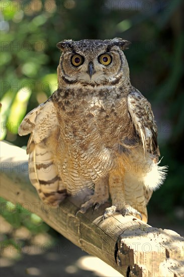 Great Horned Owl