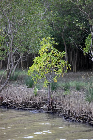 White Mangrove