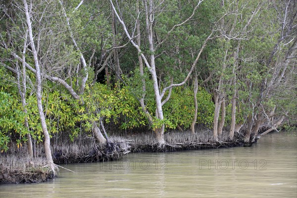 White Mangrove