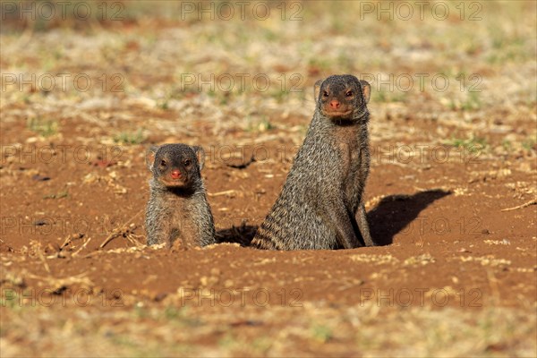 Banded Mongooses