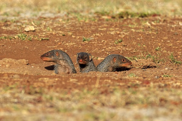 Banded Mongooses