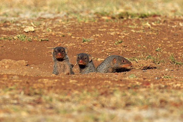 Banded Mongooses