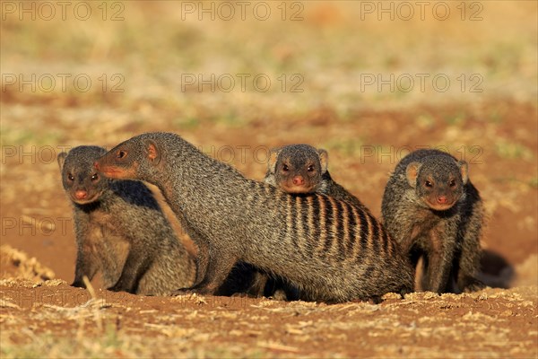 Banded Mongooses