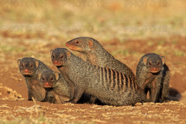 Banded Mongooses
