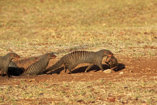 Banded Mongooses