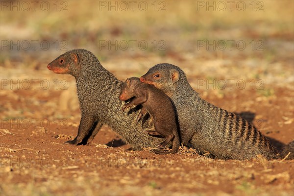 Banded mongoose