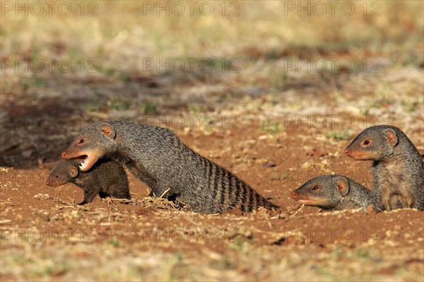 Banded mongoose