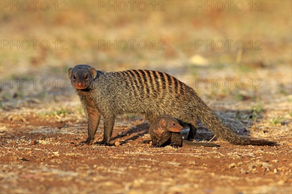 Banded Mongoose