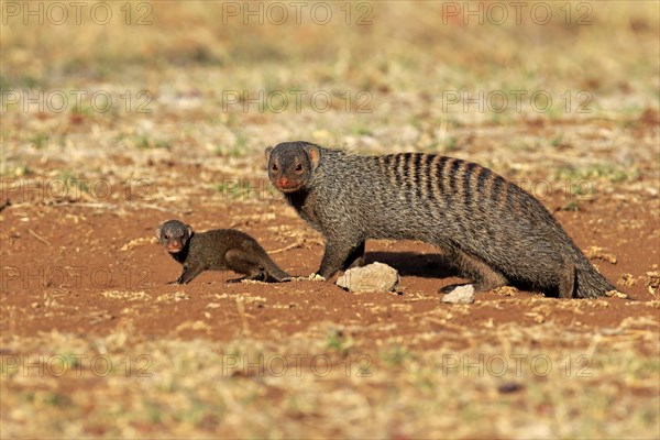 Banded Mongoose