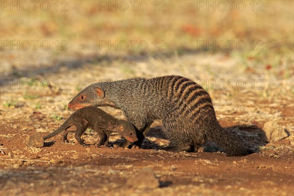 Banded Mongoose