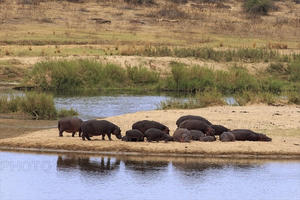 Hippopotamuses