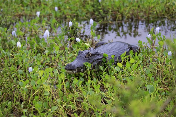 Yacare caiman