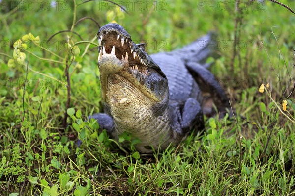 Yacare caiman