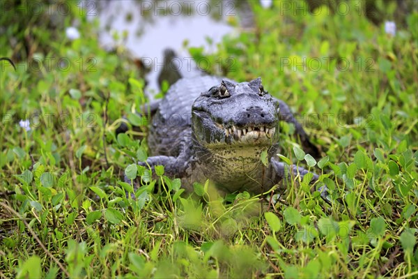 Yacare caiman