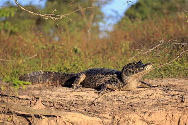 Yacare caiman