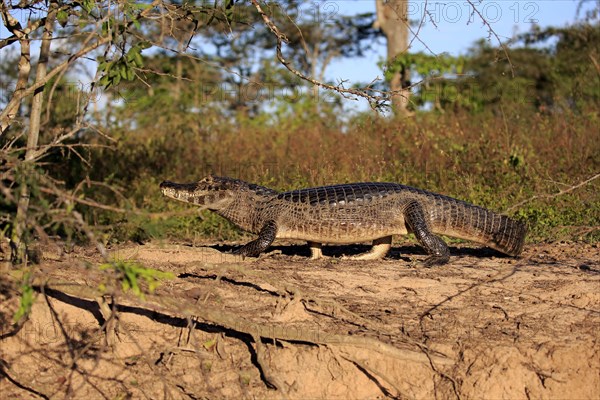 Yacare caiman