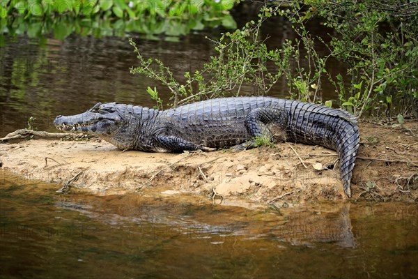 Yacare caiman