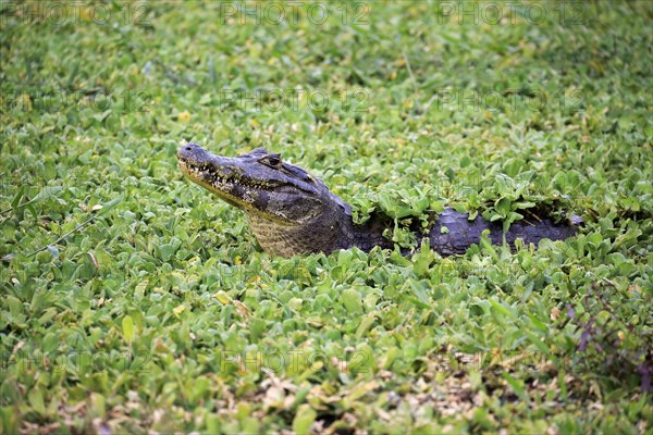 Yacare caiman