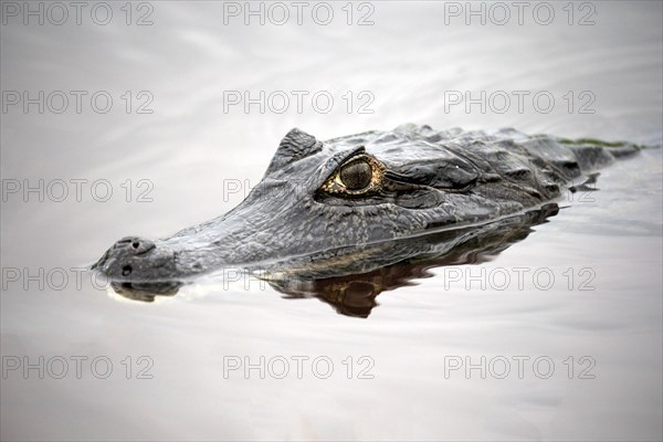 Yacare caiman