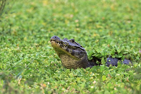 Yacare caiman