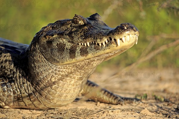 Yacare caiman